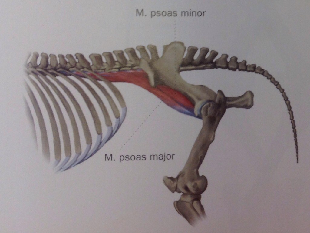 Psoas-muskulaturen  ligger under ländryggraden, men har kontakt med bäckenleden och sista leden i ländryggen