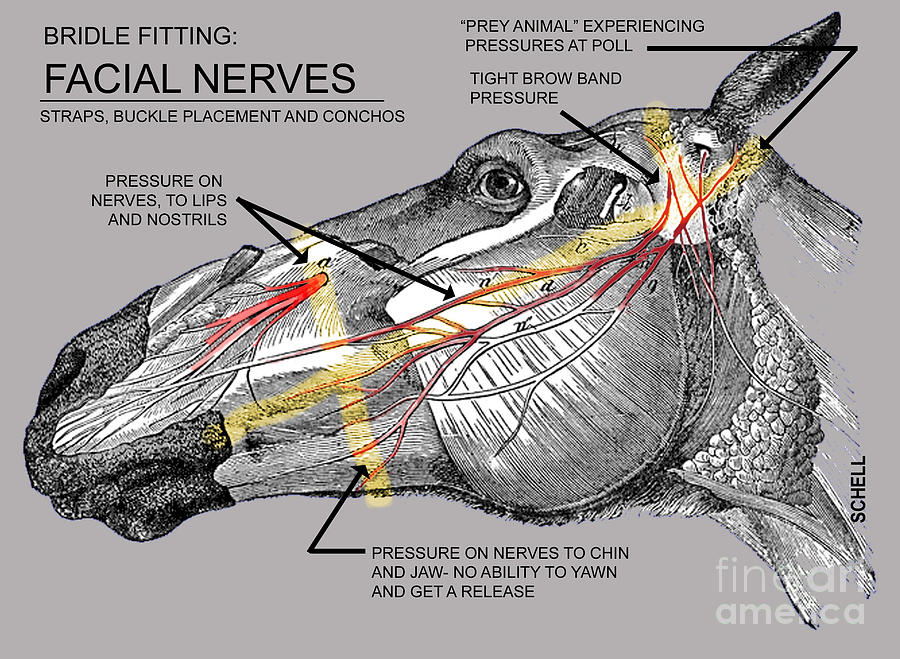 Hästens ansiktsnerver, bild som visar hur träns kan ge tryckskador samt hindra hästen