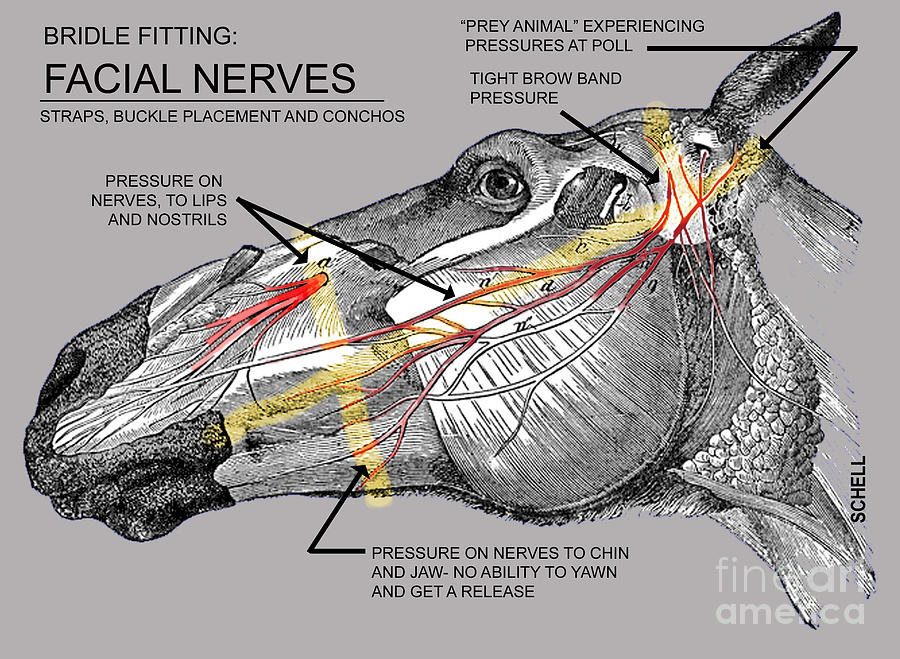 facial-nerves-and-the-importance-of-bridle-fitting-diane-schell.jpg